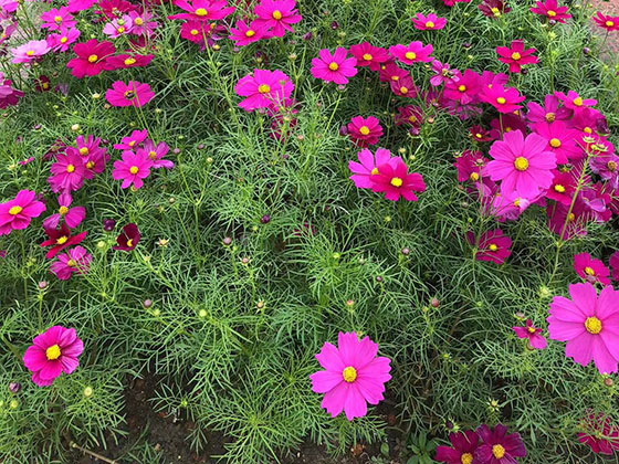 常德批发干花假花-办公室绿化